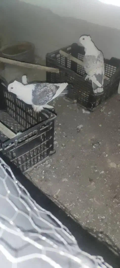 کبوتر بلژیکی اصل و نژاد دار|پرنده|میانه, |دیوار