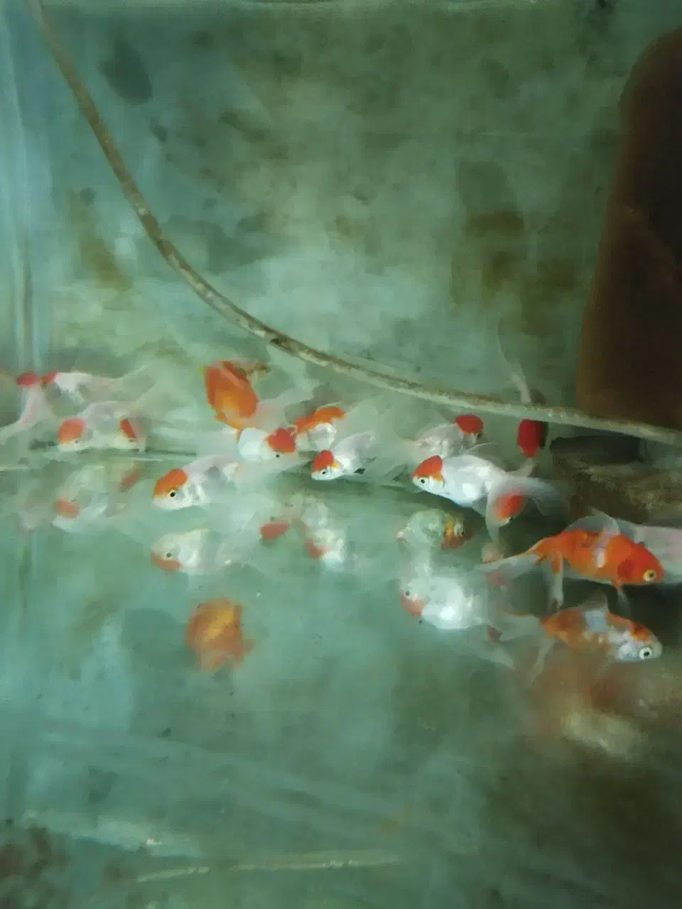 انواع ماهی آکواریوم (سالن تکثیر)|ماهی|تبریز, |دیوار