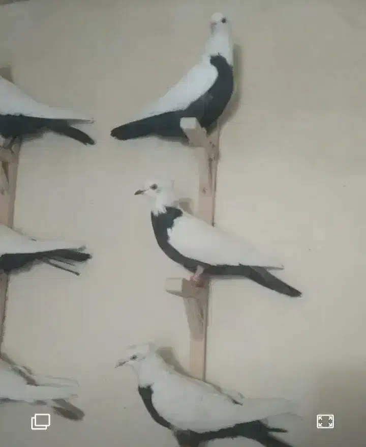 کفتر|پرنده|قزوین, |دیوار