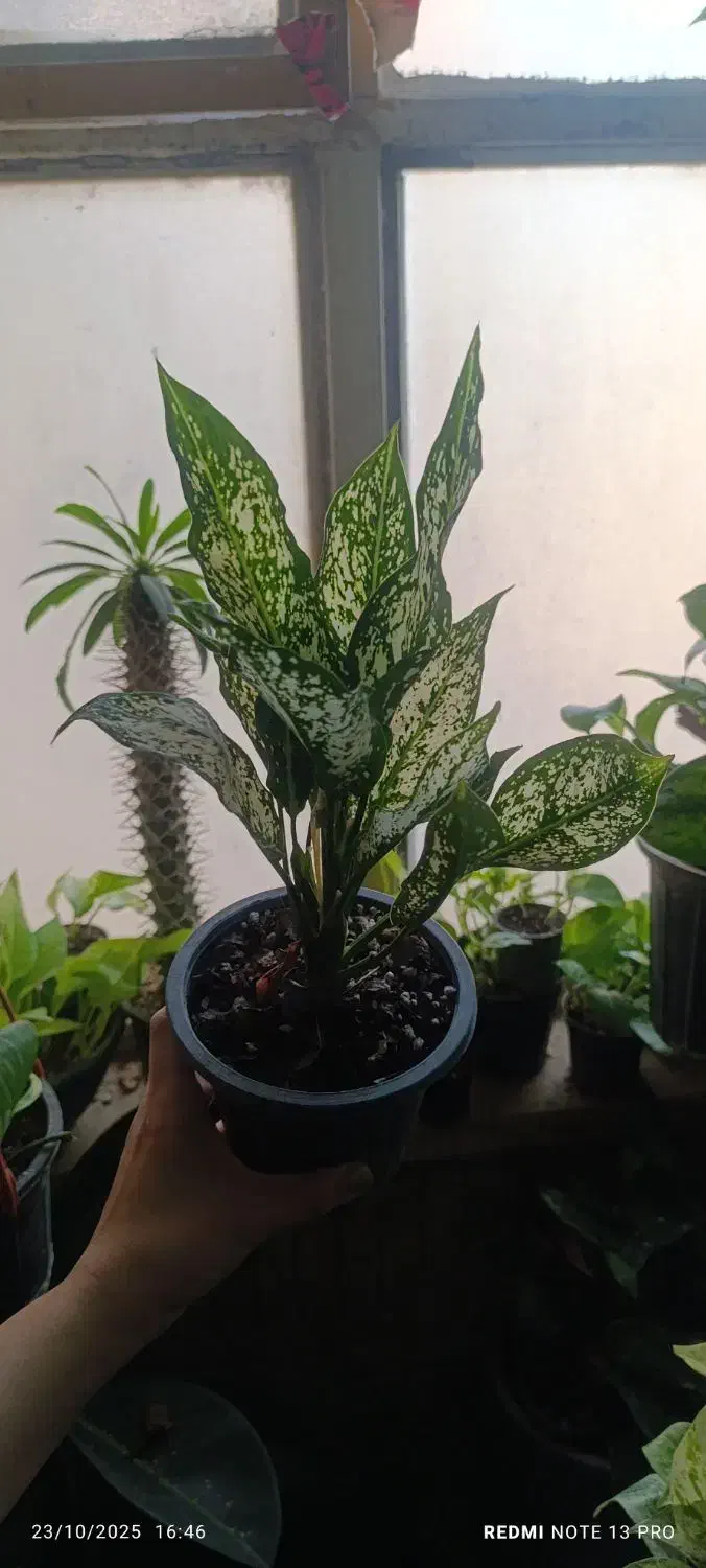 فیلندرون|گل و گیاه طبیعی|اهواز, فاز ۱ پادادشهر|دیوار