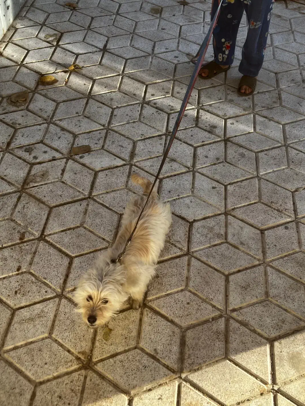 شیتزو|سگ|تربت‌حیدریه, کاشانی|دیوار