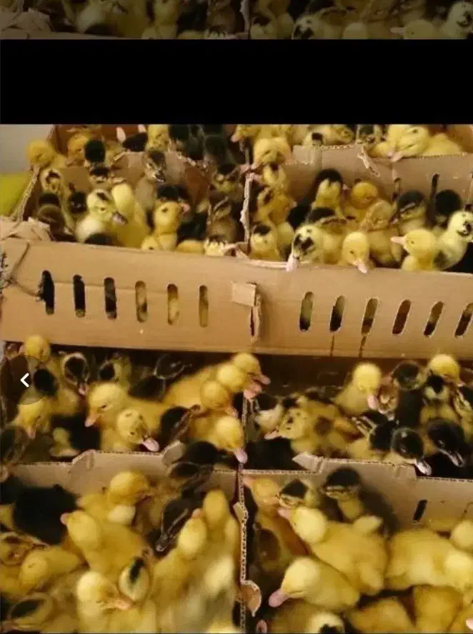 جوجه غاز و غو غاز و تخم غاز نطفه دار|حیوانات مزرعه|ماهدشت, |دیوار