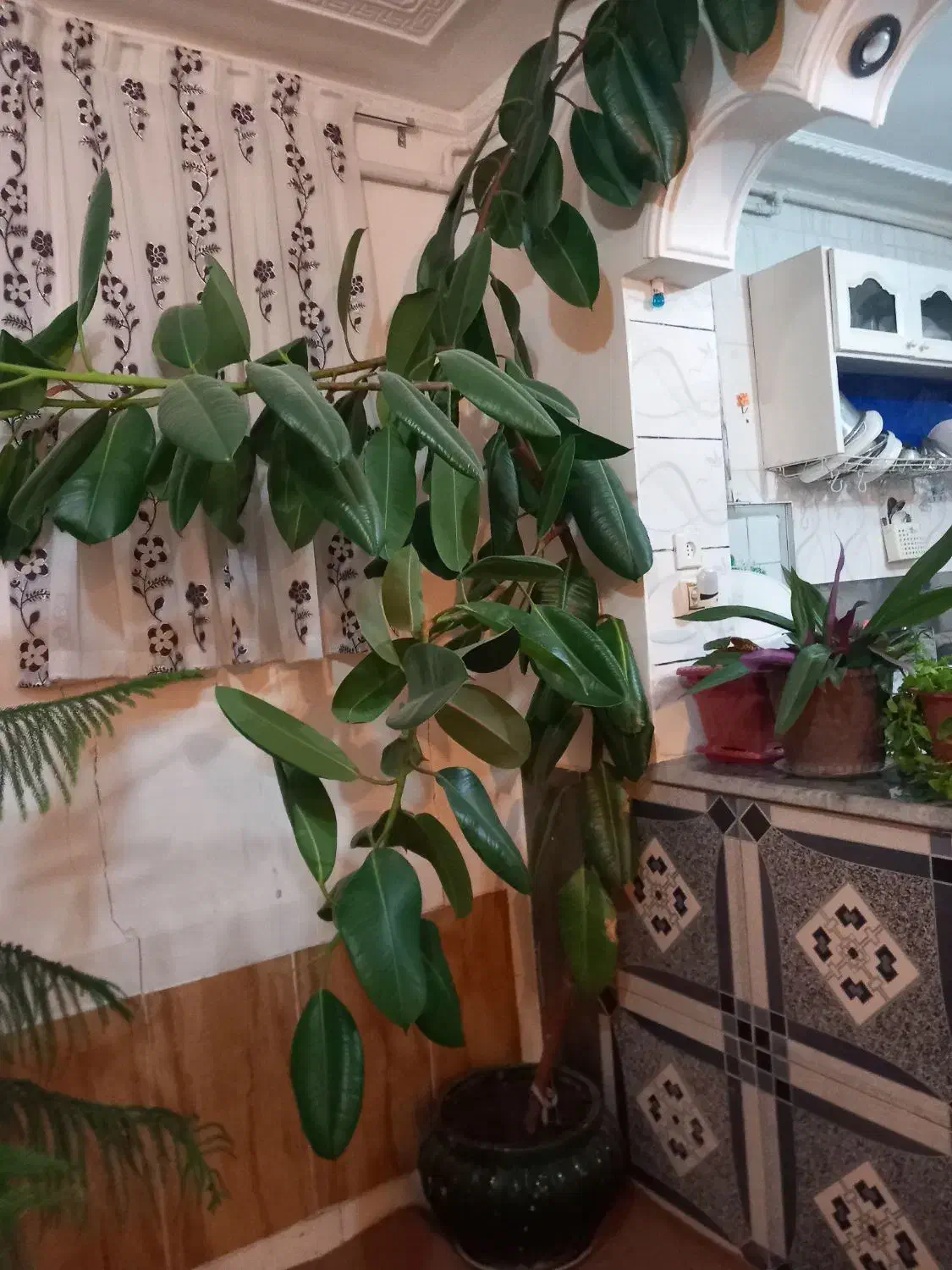 گل زیبا|گل و گیاه طبیعی|اشترینان, |دیوار