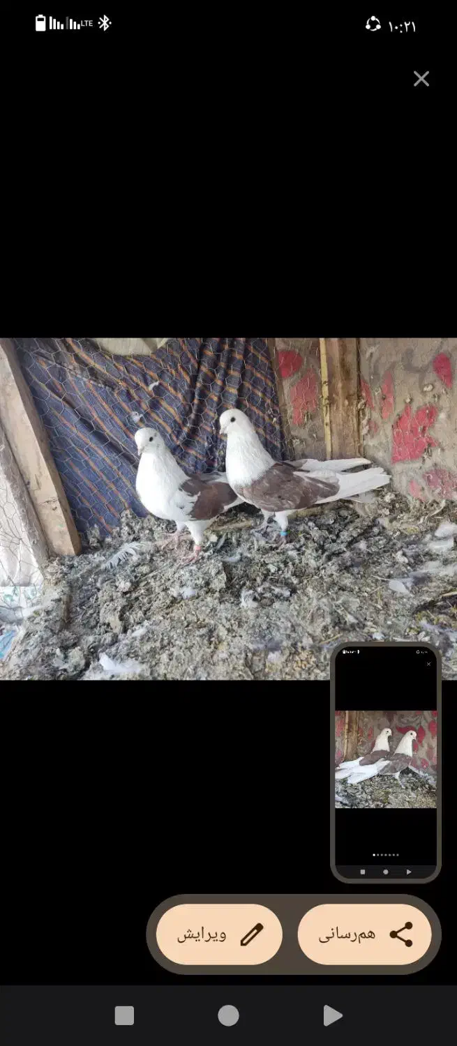 باسلام ازدم بدونه چونه دونه ای پانصدیاحق|پرنده|یزدان شهر, |دیوار