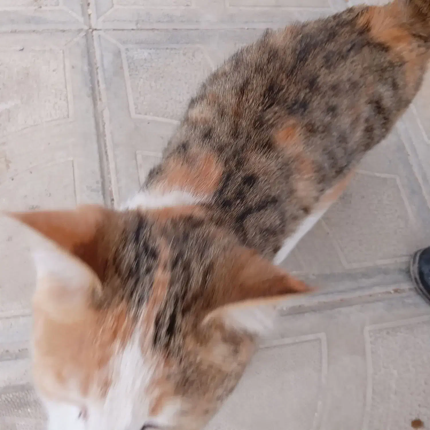 یک عدد گربه خانگی|گربه|مراغه, |دیوار