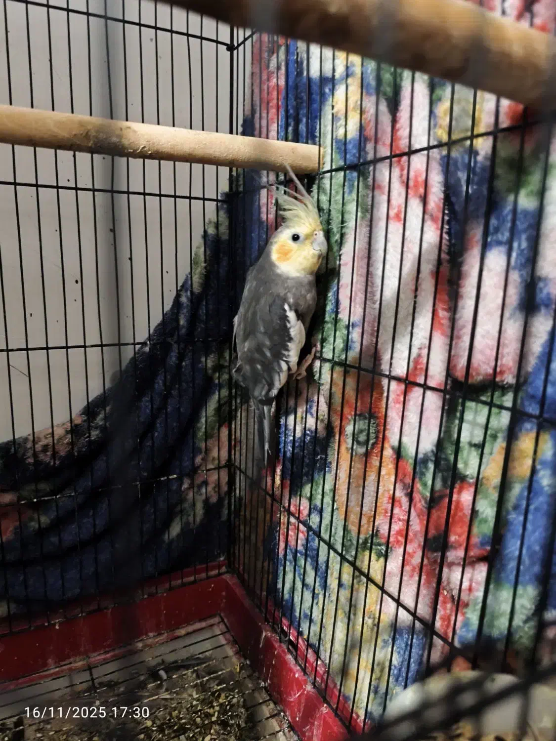 عروس هلندی|پرنده|بندرعباس, |دیوار