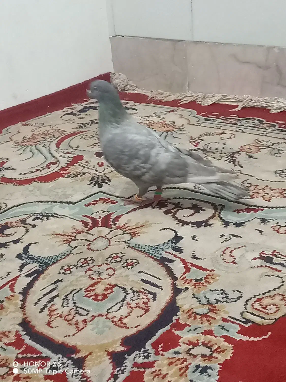 کفتر|پرنده|تربتحیدریه, بی بی حسنیه|دیوار