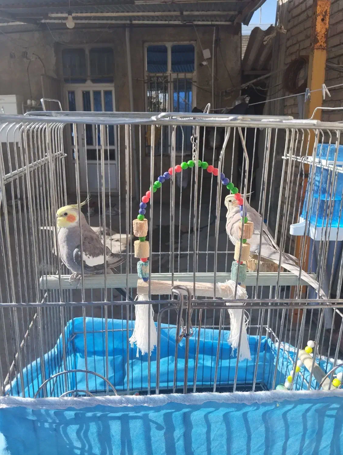 عروس هلندی|پرنده|کامیاران, |دیوار