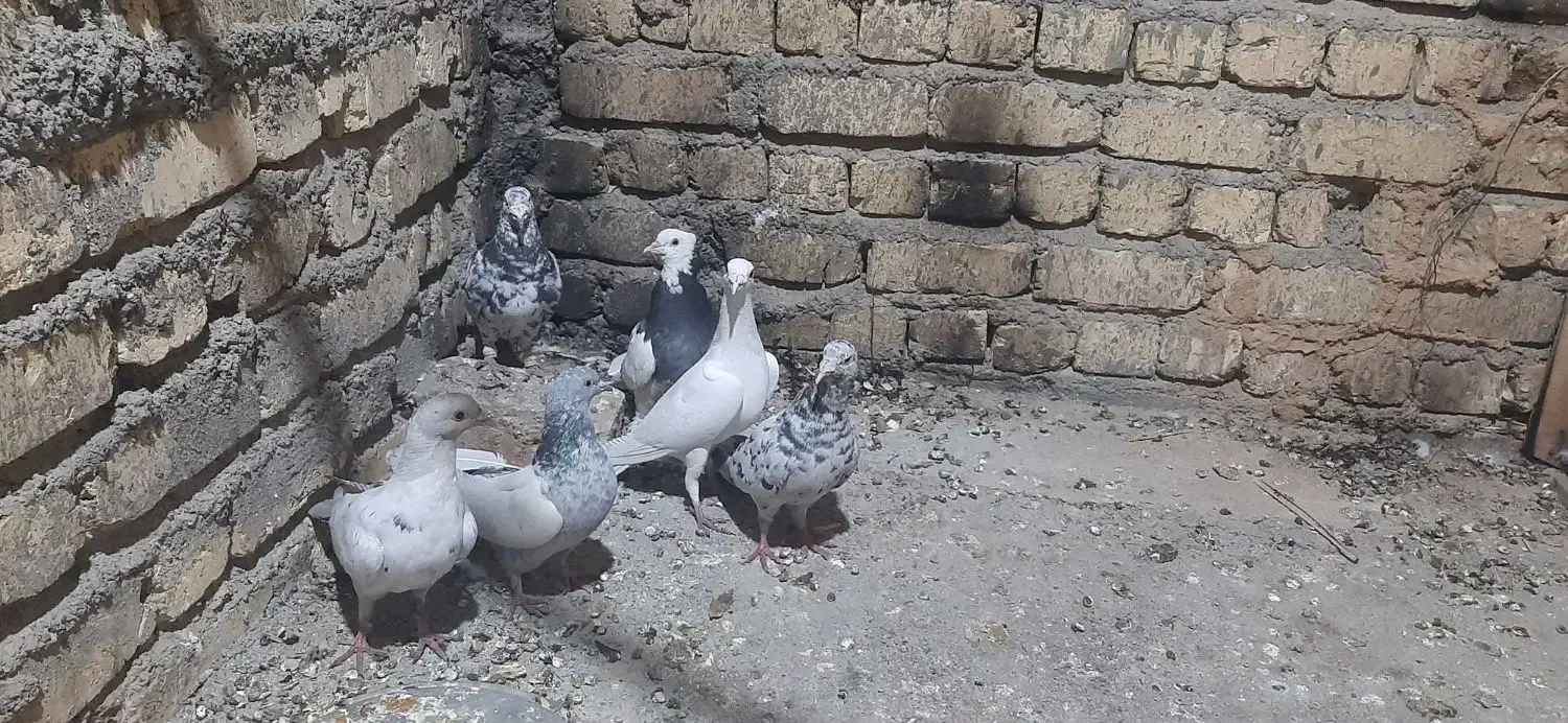 معاوضه با قناری یا سهره|پرنده|شیراز, وزیرآباد|دیوار