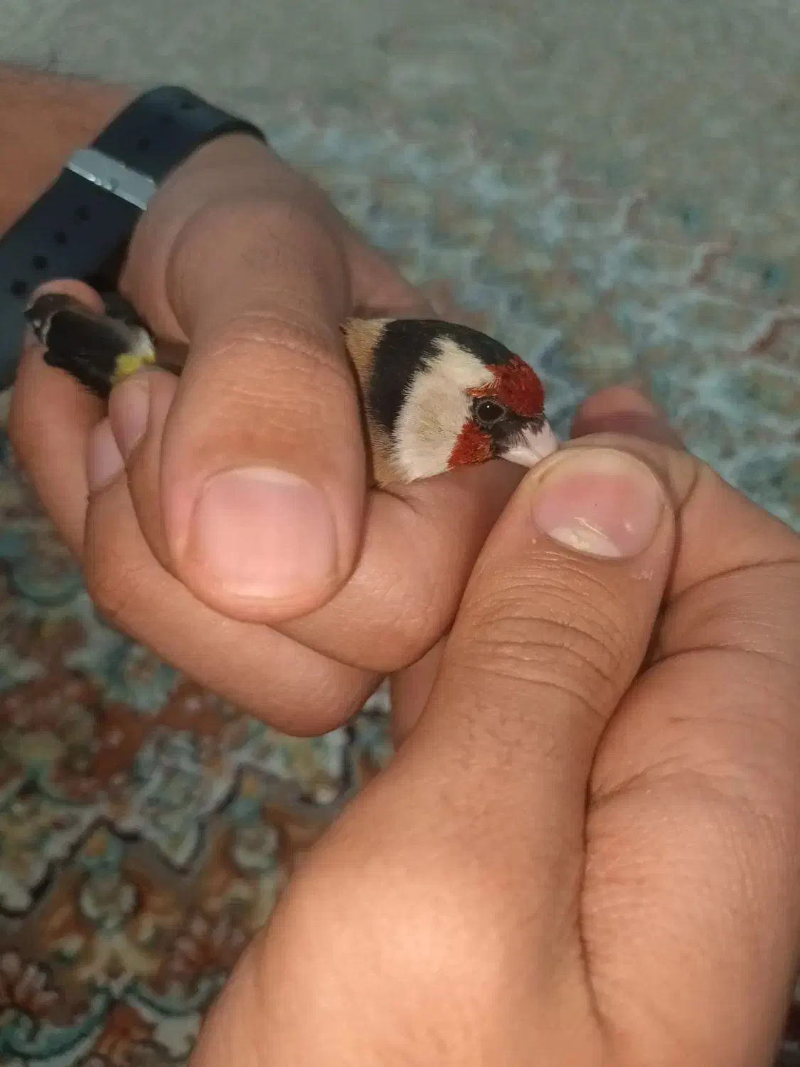 سهره نر|پرنده|پارسآباد, |دیوار