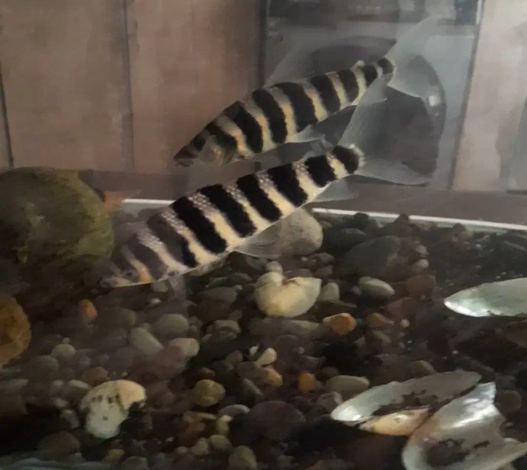 ماهی|ماهی|سنندج, |دیوار