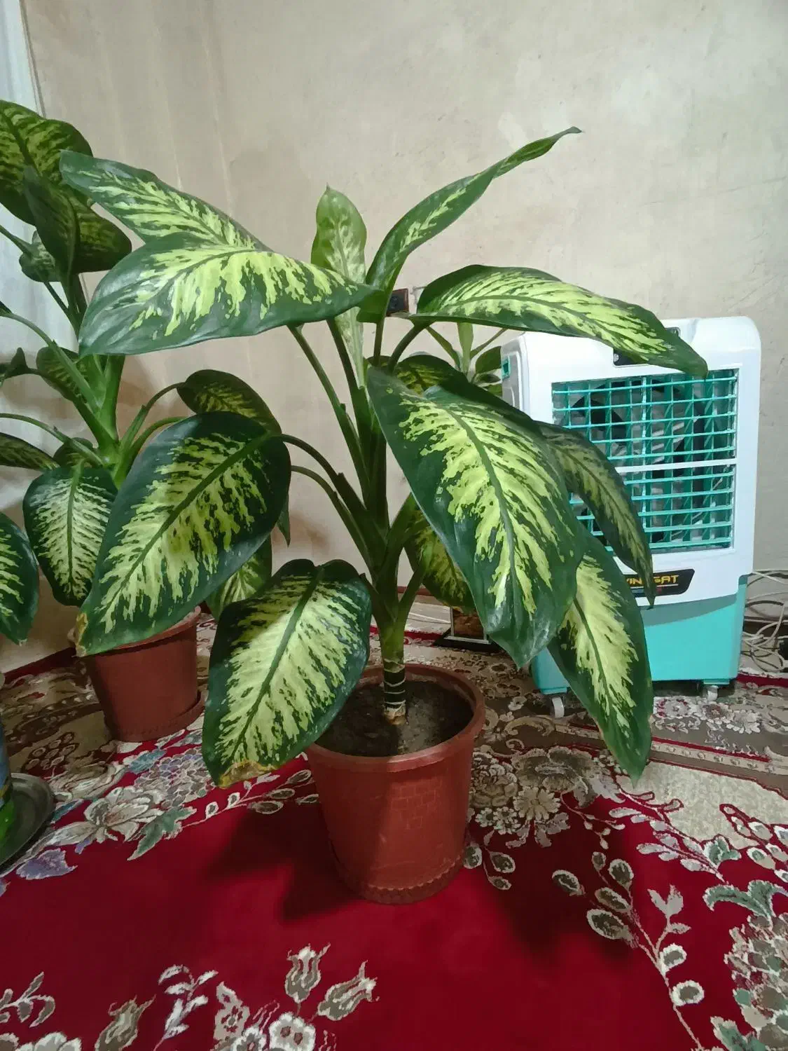 گل دیفن باخیا شاد سرحال|گل و گیاه طبیعی|سراجو, |دیوار