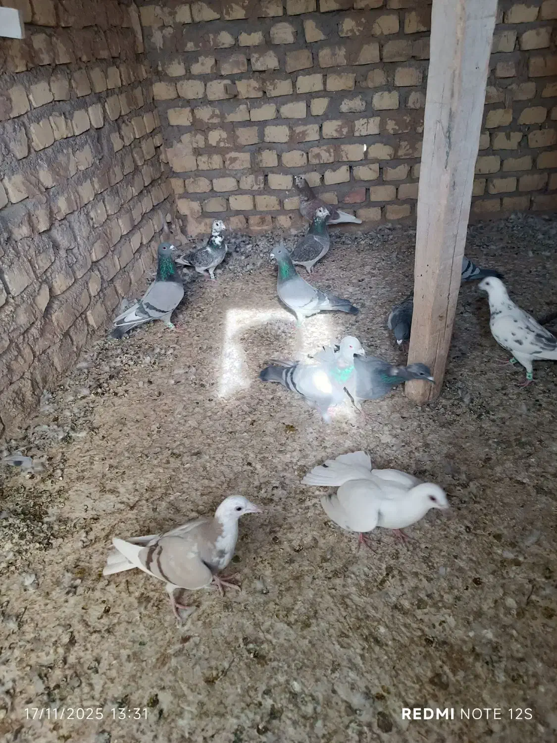 کفتر پلاکی|پرنده|یزد, |دیوار