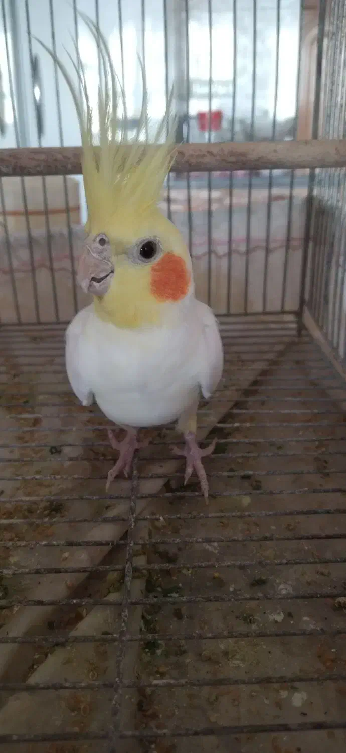 عروس هلندی نر|پرنده|شهرکرد, |دیوار