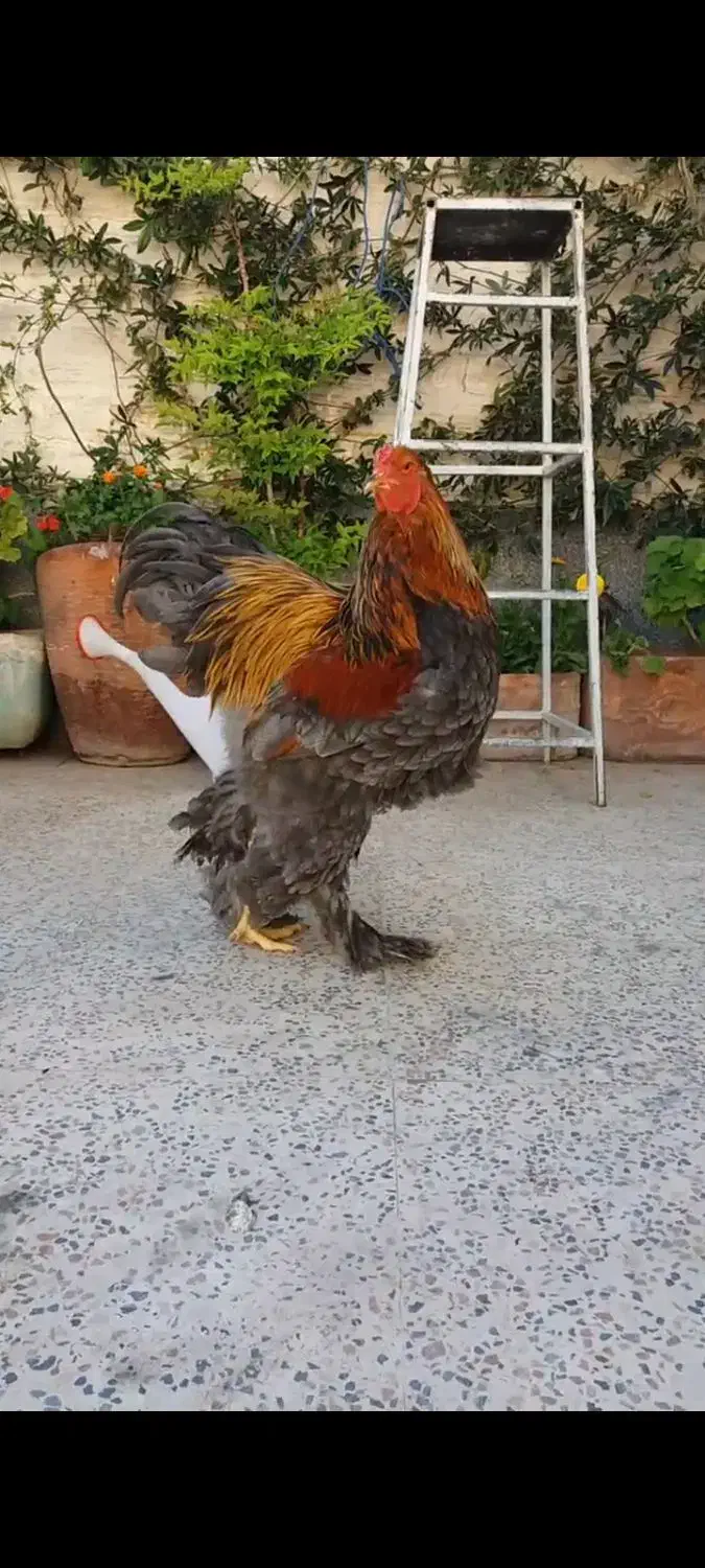 برهما پاتریچ|حیوانات|شیراز, امام حسین|دیوار