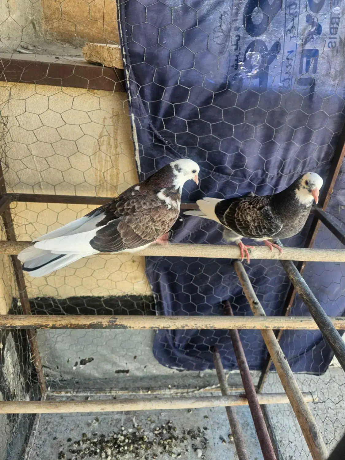 کبوتر جوجه گمشده|پرنده|تهران, پردیسان|دیوار