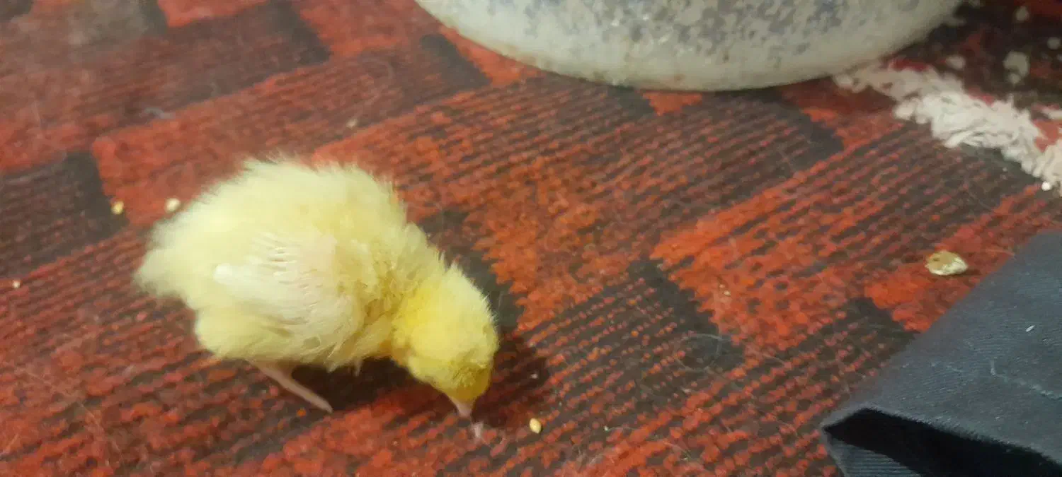 بلدرچین|حیوانات مزرعه|تربتحیدریه, شهرک ولیعصر|دیوار