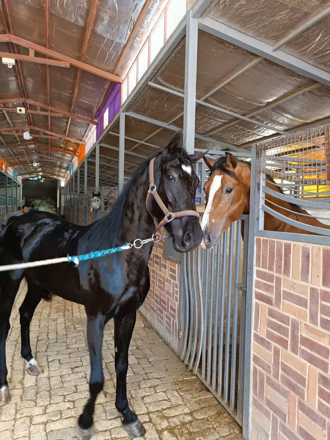 اسب نریان|اسب و تجهیزات اسبسواری|زرقان, |دیوار