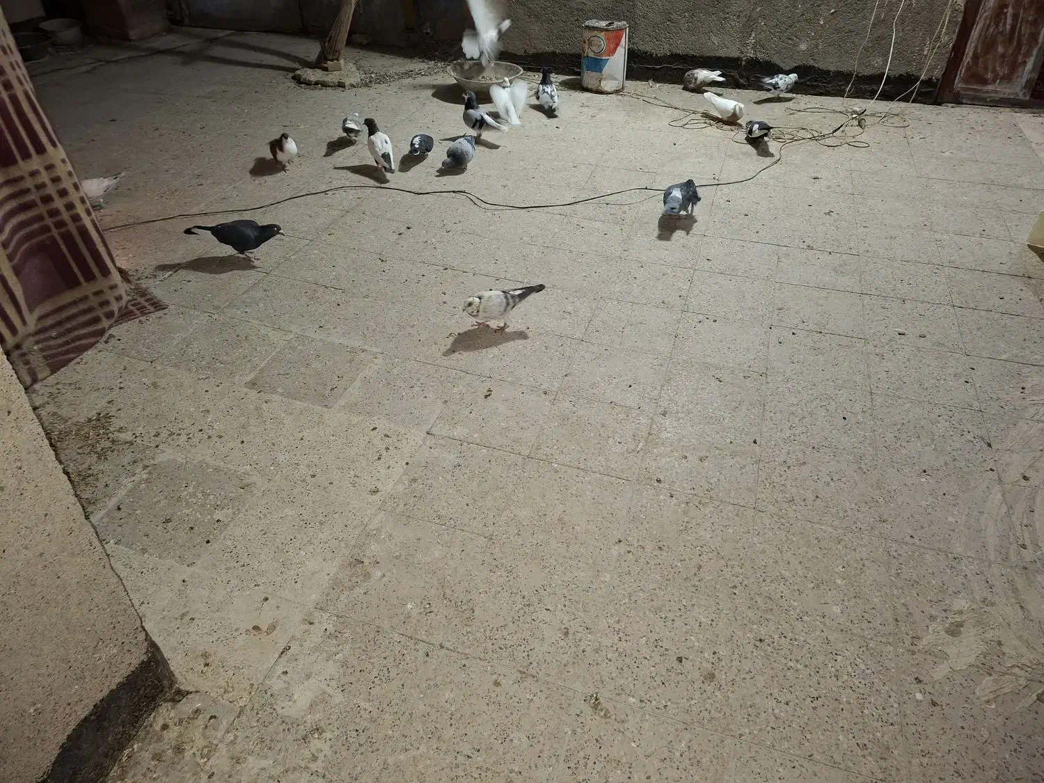 کبوتر پرشی|پرنده|گلمکان, |دیوار