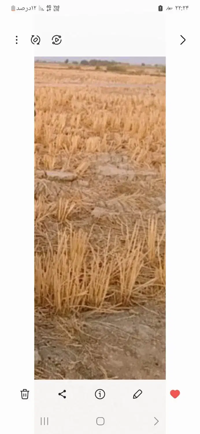 زمین کشاورزی|اجارهٔ دفتر صنعتی، کشاورزی، تجاری|دورود, |دیوار