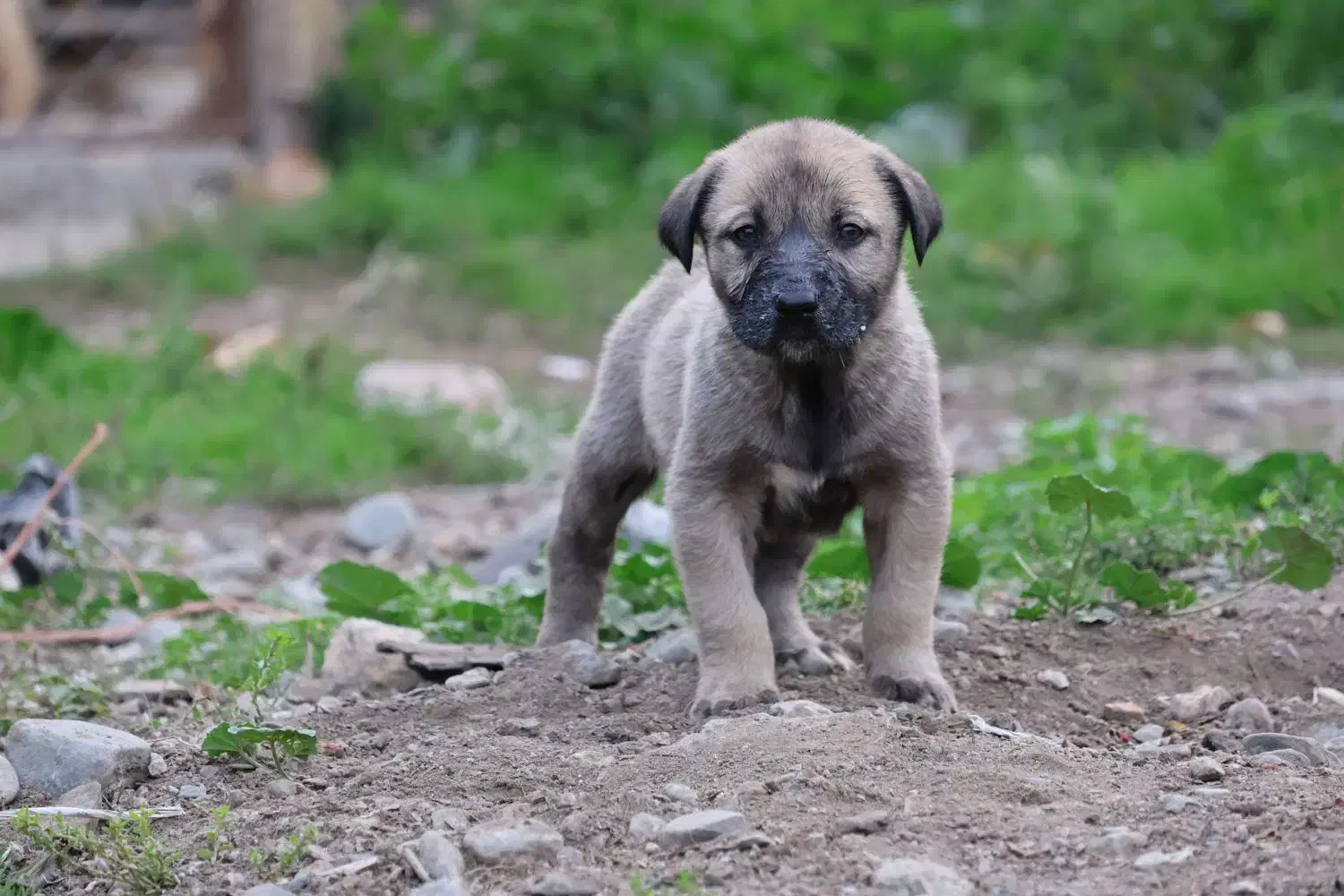 واگذاری توله سگ|سگ|گرگان, |دیوار