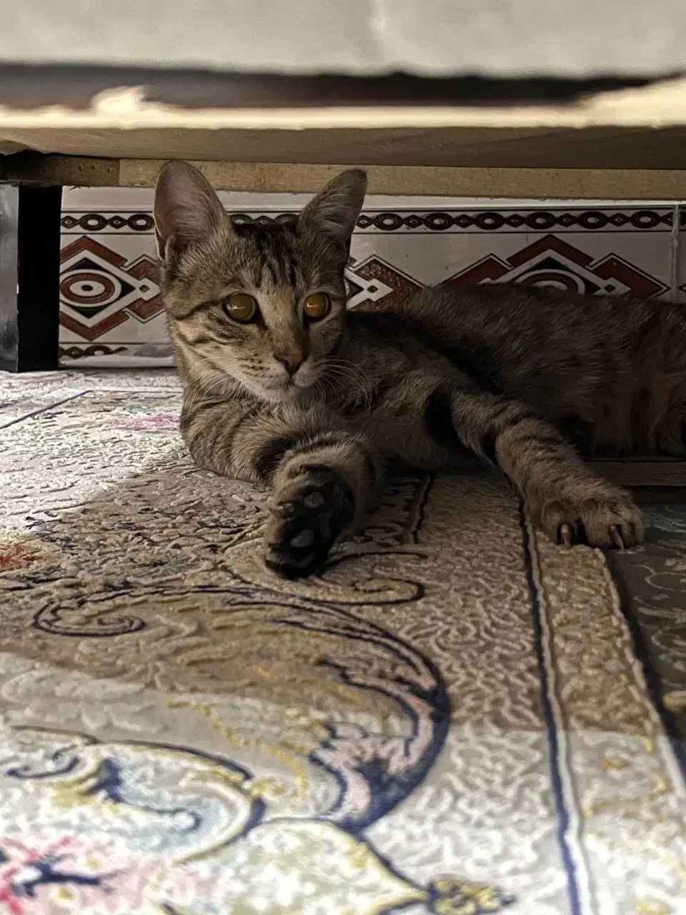 گربه خونگی واگذار میشه|گربه|سبزوار, علمدار|دیوار