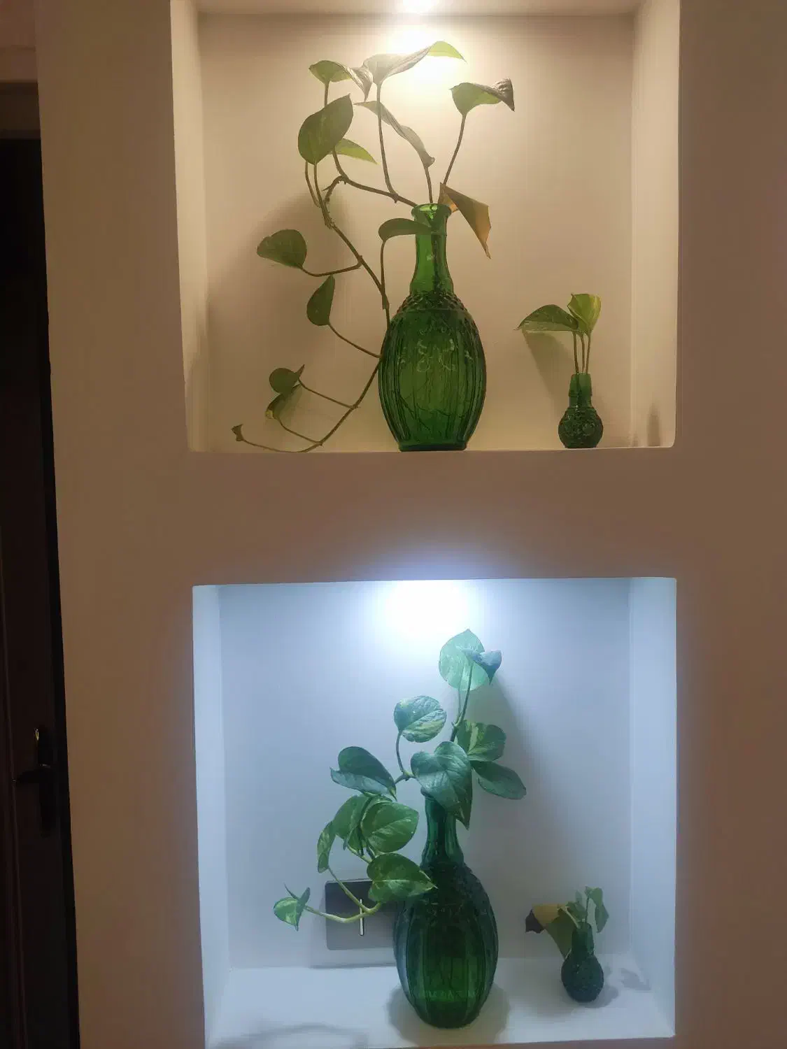 گلدان|گل و گیاه طبیعی|کاشان, فاز ۲ ناجی آباد|دیوار