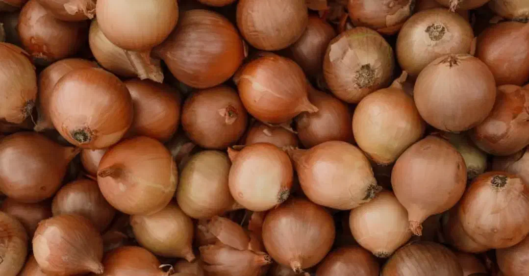 800کیلو زرد زعفرانی|خوردنی و آشامیدنی|سیلاخور, |دیوار