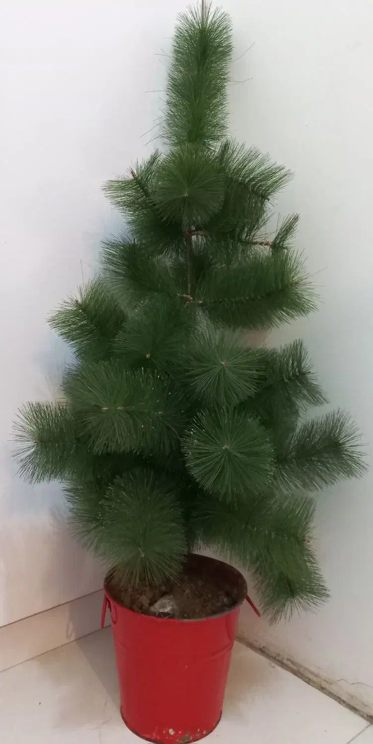 حراج درخت کاج پلاستیکی کریسمس باگلدان ۵۰۰ تومن|حراج|تهران, طیب|دیوار