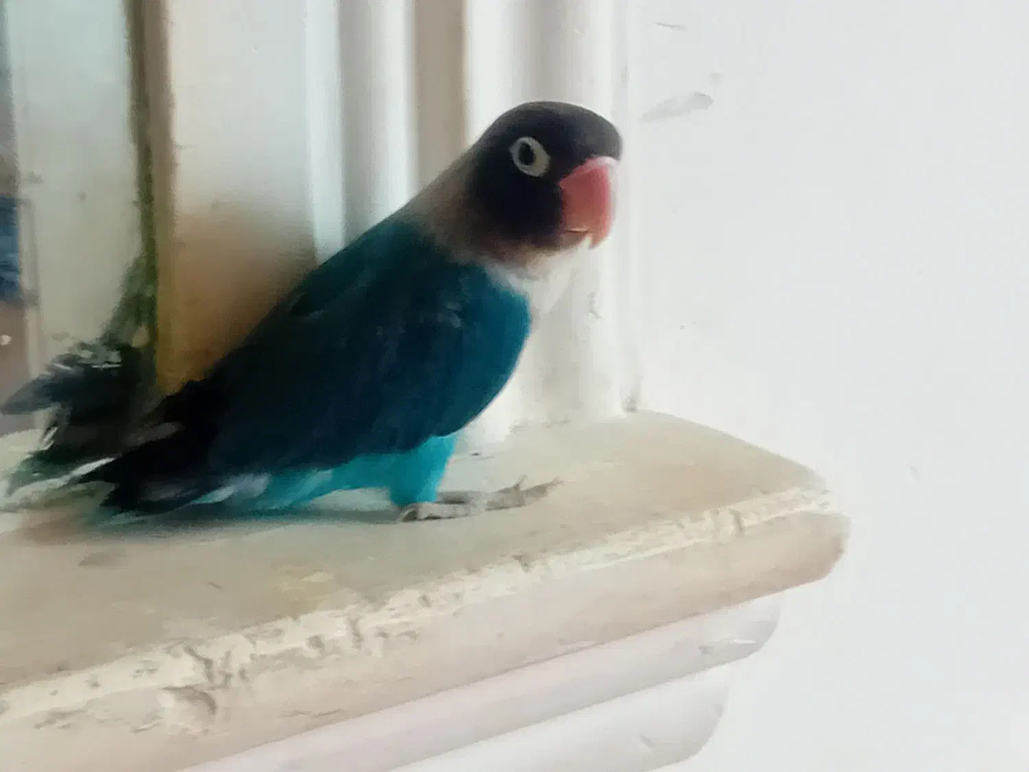 یک عدد طوطی آمریکایی اصل|پرنده|ایرانشهر, |دیوار