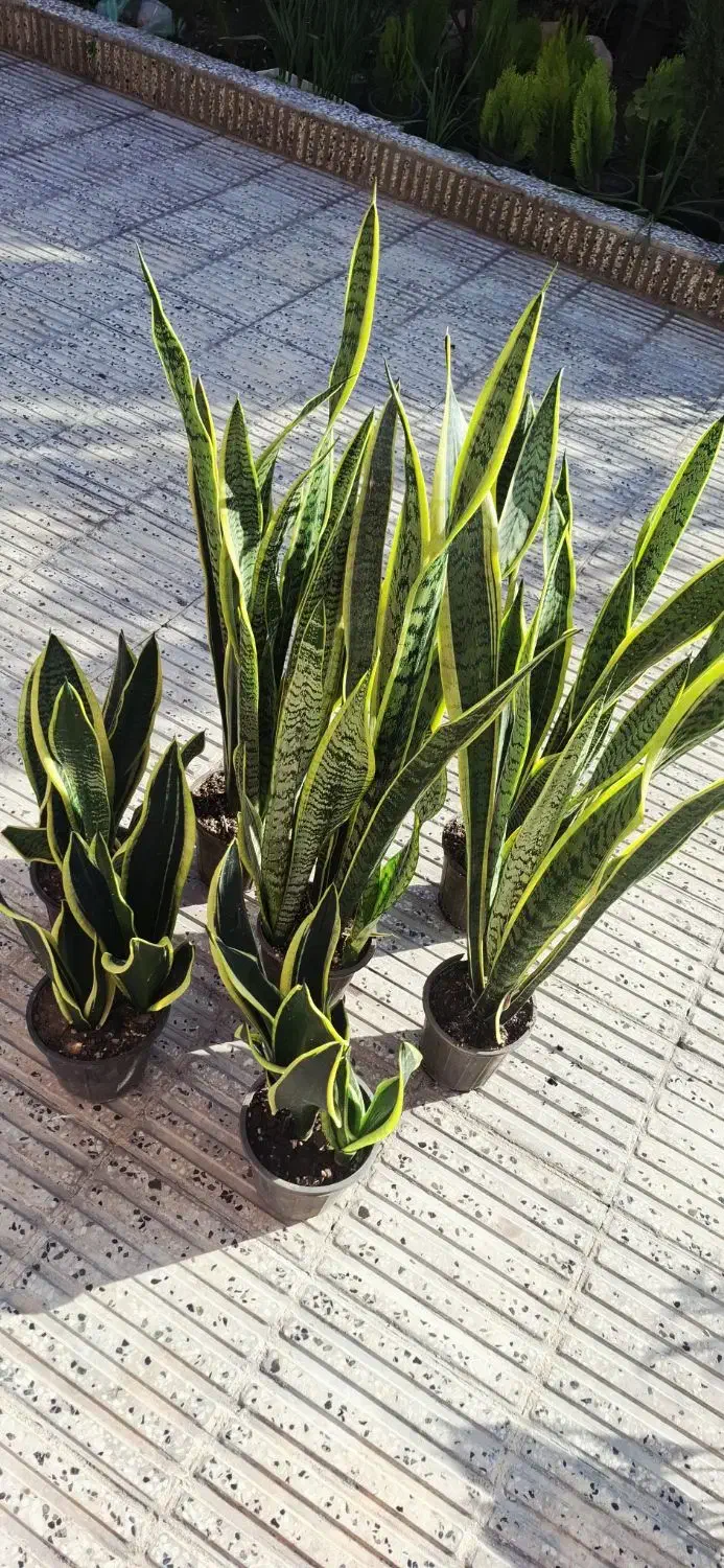 دیفن باخیا انجیری ابلق|گل و گیاه طبیعی|گرگان, |دیوار