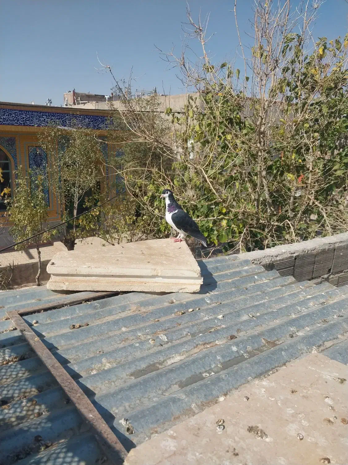 چپ سیاه نر|پرنده|جلگه رخ, |دیوار