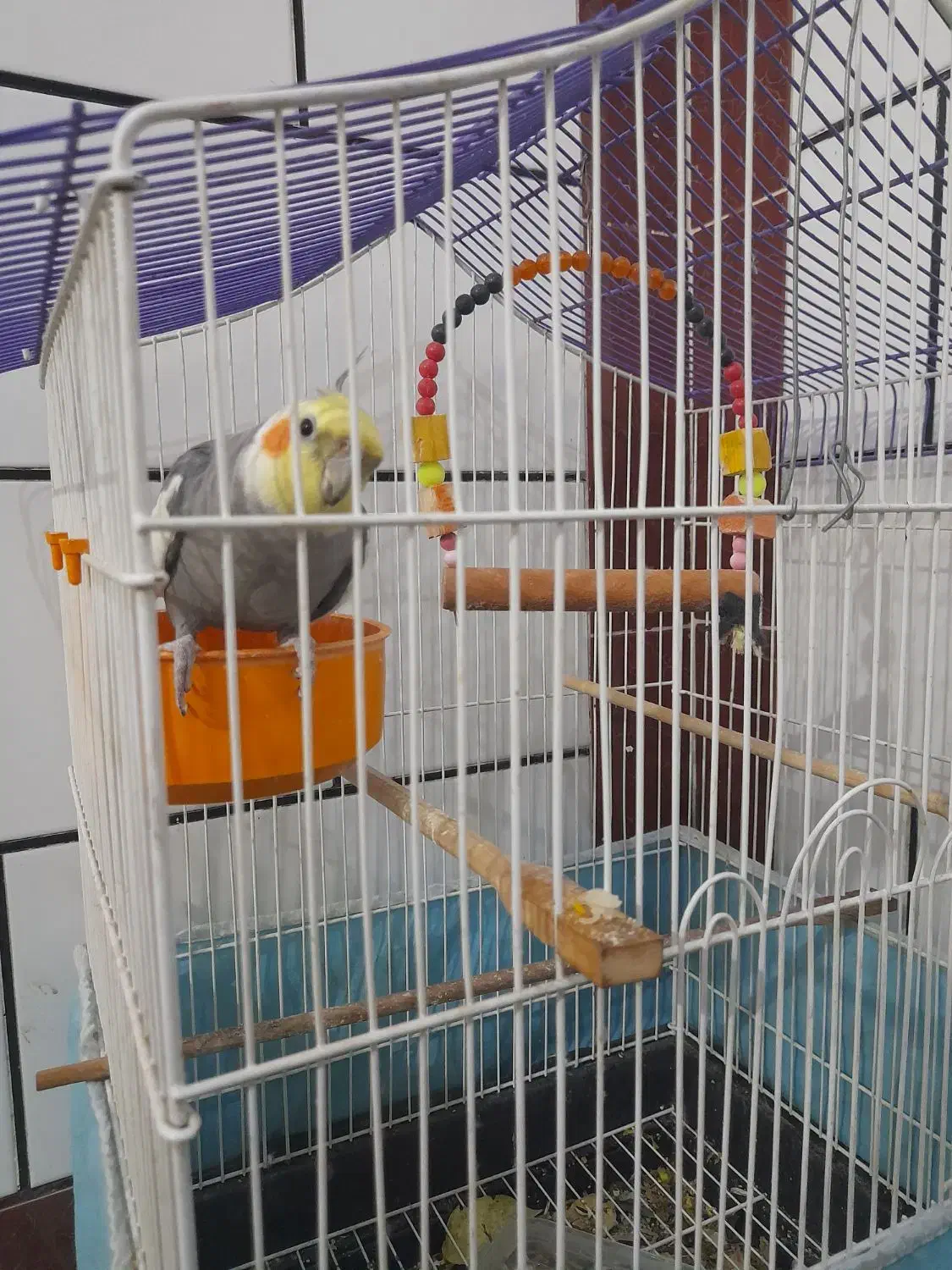 عروس هلندی سالم وسرحال  سخنگوو|پرنده|سوسنگرد, |دیوار