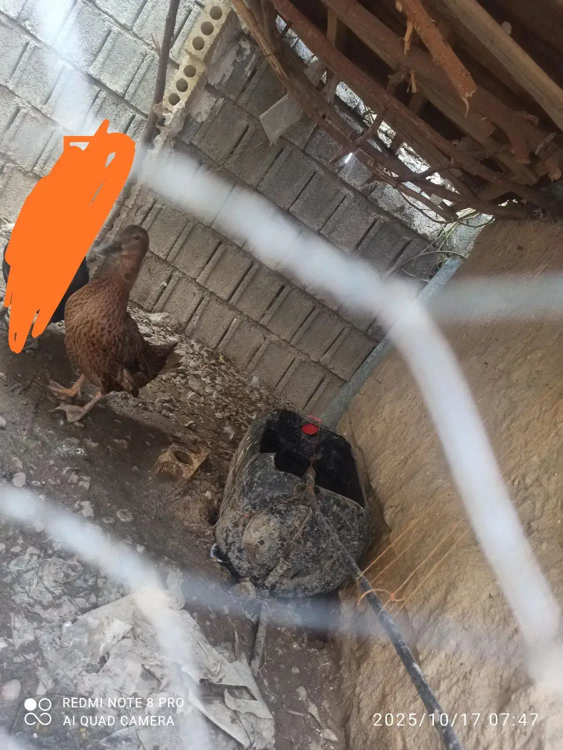 اردک تخم گذار مکان (وحدتیه)|حیوانات مزرعه|وحدتیه, |دیوار