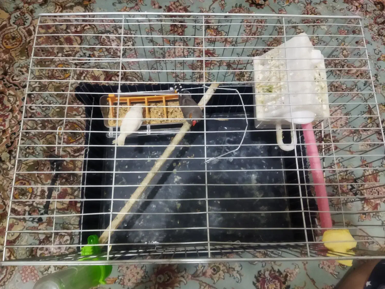 یک جفت فنچ|پرنده|پاکدشت, شهرک امام رضا|دیوار