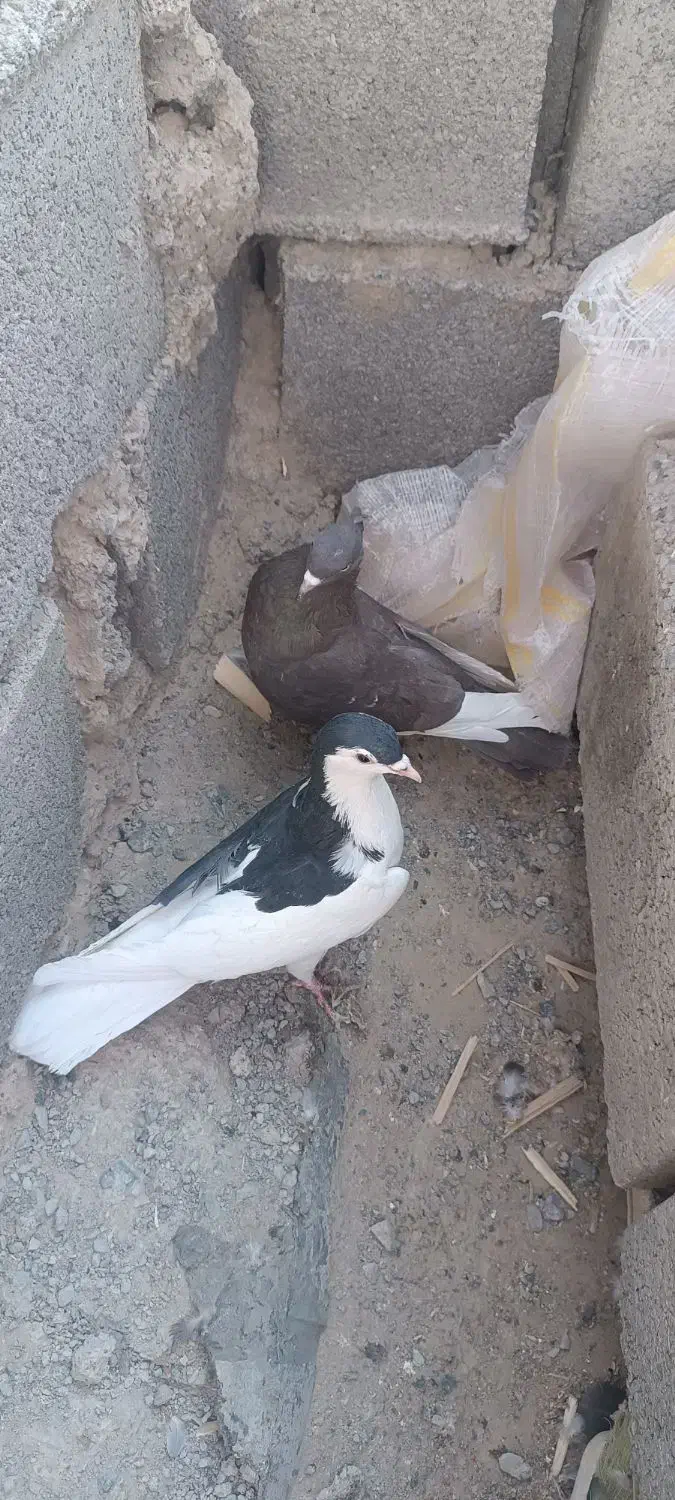 یک جفت کبوتر|پرنده|بیرجند, |دیوار