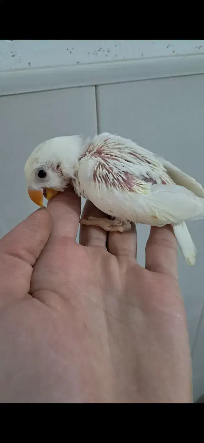 طوطی برزیلی سرلاکی دستی|پرنده|کلاچای, |دیوار