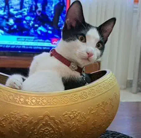 گم کرده|حیوانات|رشت, جهاد|دیوار