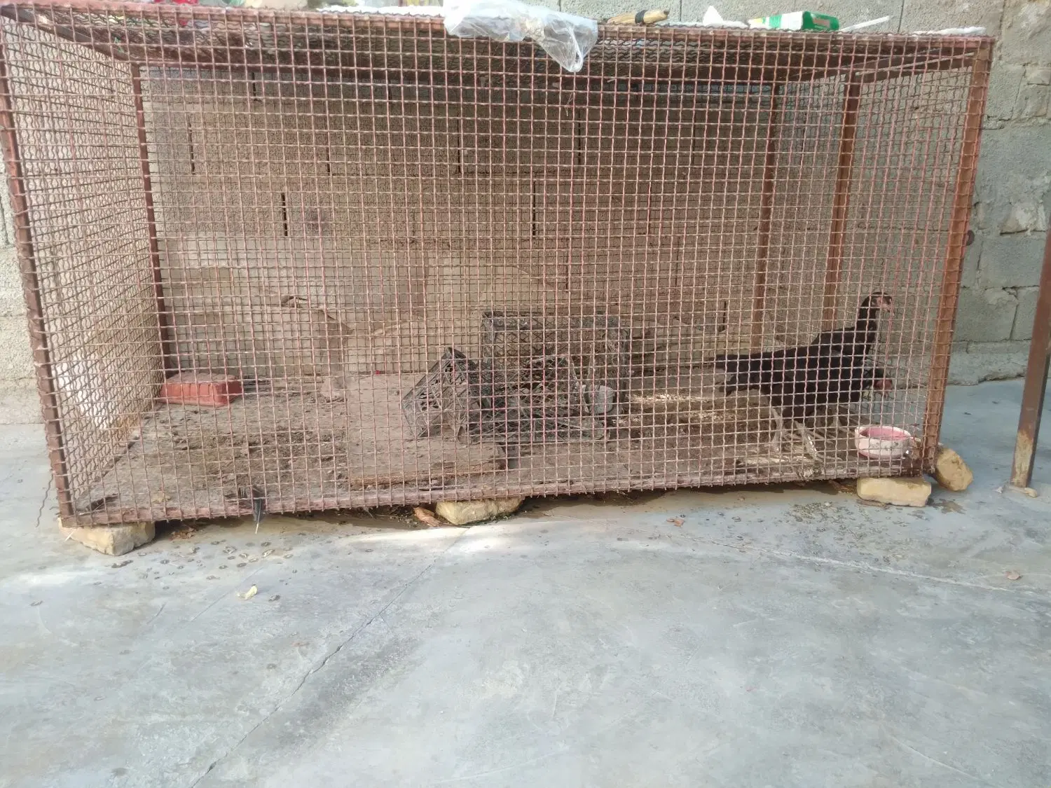 قفس|لوازم جانبی حیوانات|سراوان, |دیوار