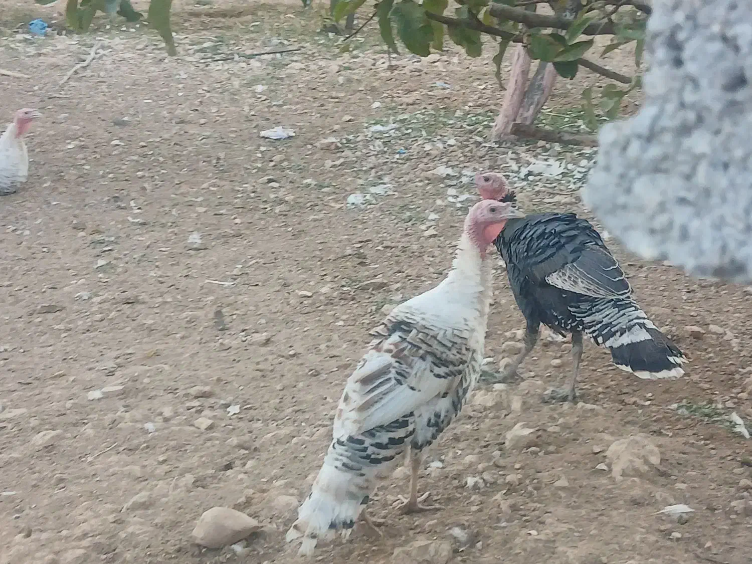 بوقلمون|حیوانات مزرعه|سمیرم, |دیوار