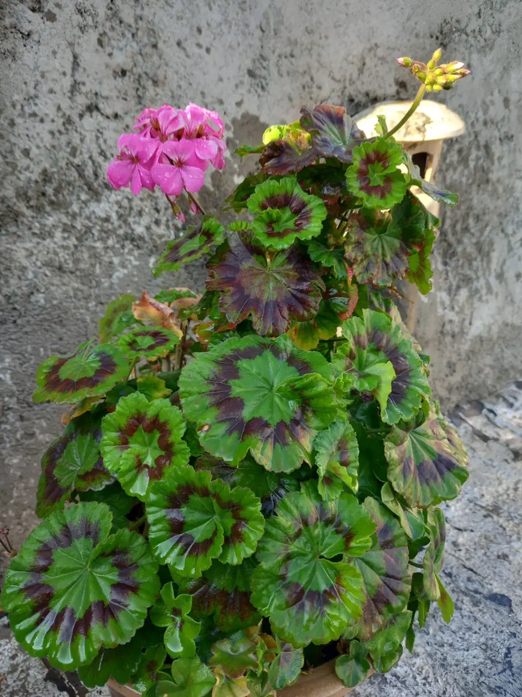 گلهای زیبا وشمعدانی چهار  نوع گل میده هر ک ۳۰۰|گل و گیاه طبیعی|خوی, |دیوار