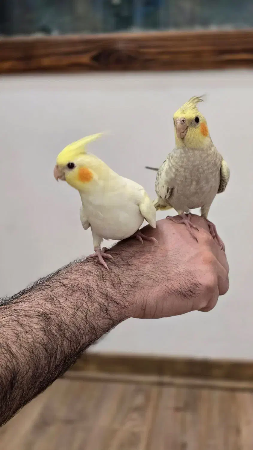 عروس هلندی|پرنده|کیاشهر, |دیوار