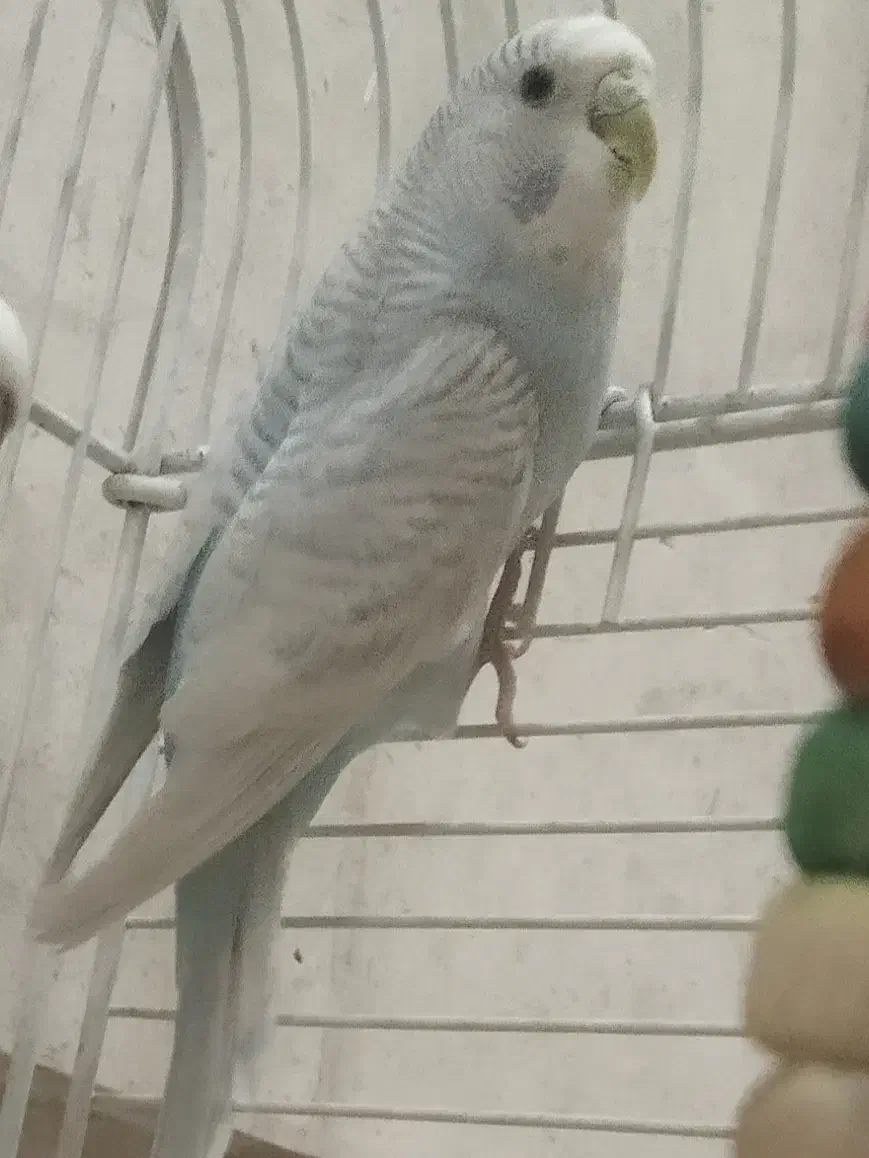 مرغ عشق ماده جوان|پرنده|مشهد, کوثر|دیوار