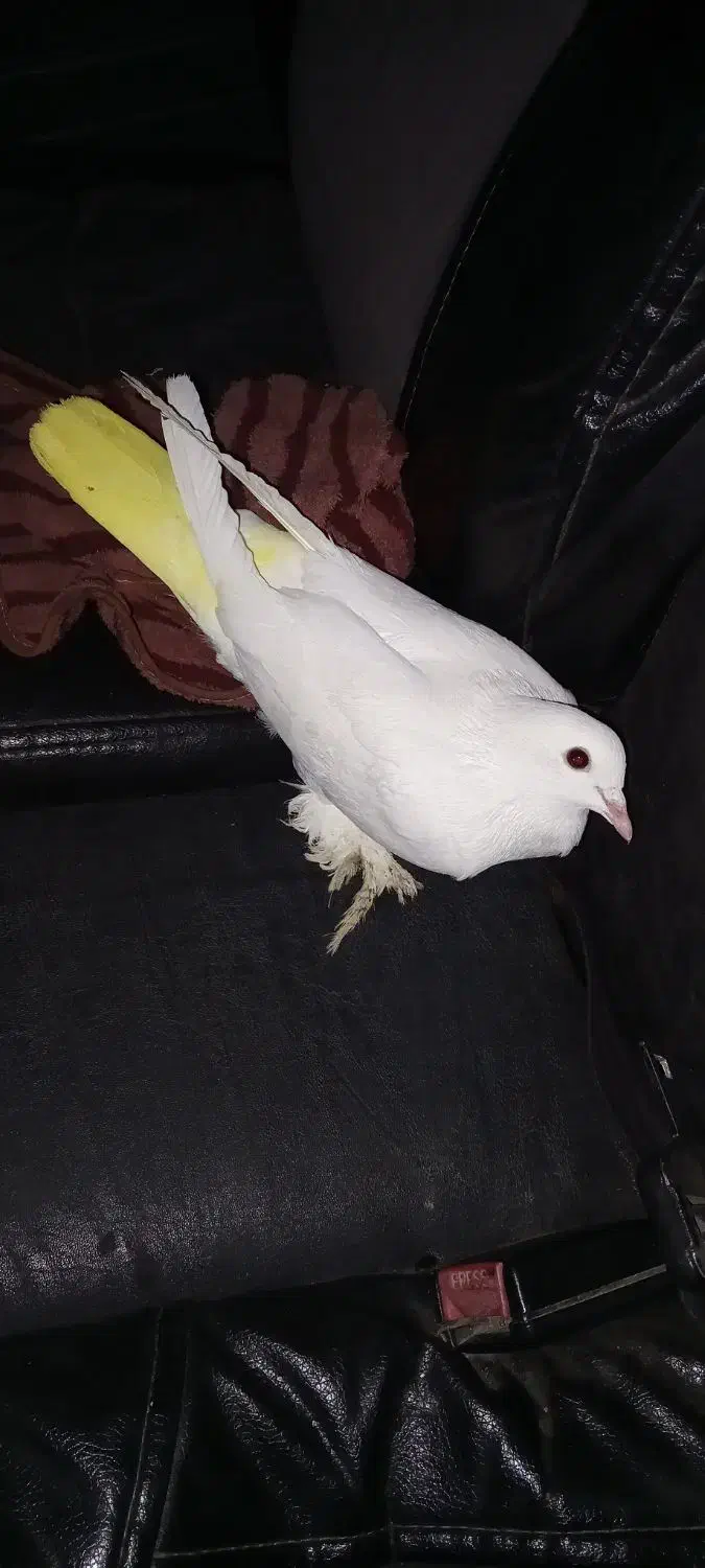 کبوتر دورح|پرنده|اردبیل, |دیوار