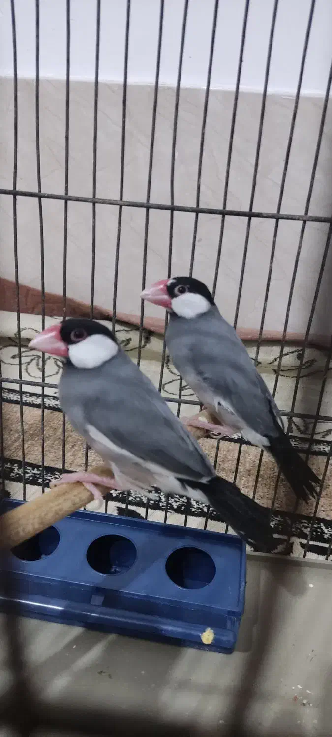 فروش یک جفت فنچ مصری|پرنده|جهرم, |دیوار