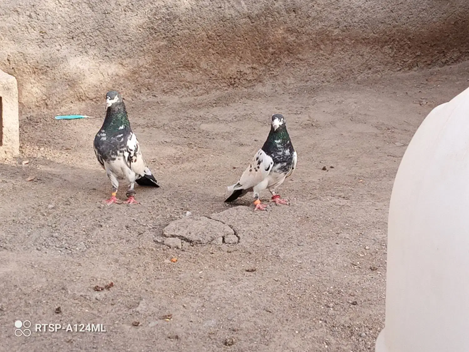 فروش فوری|پرنده|بزمان, |دیوار