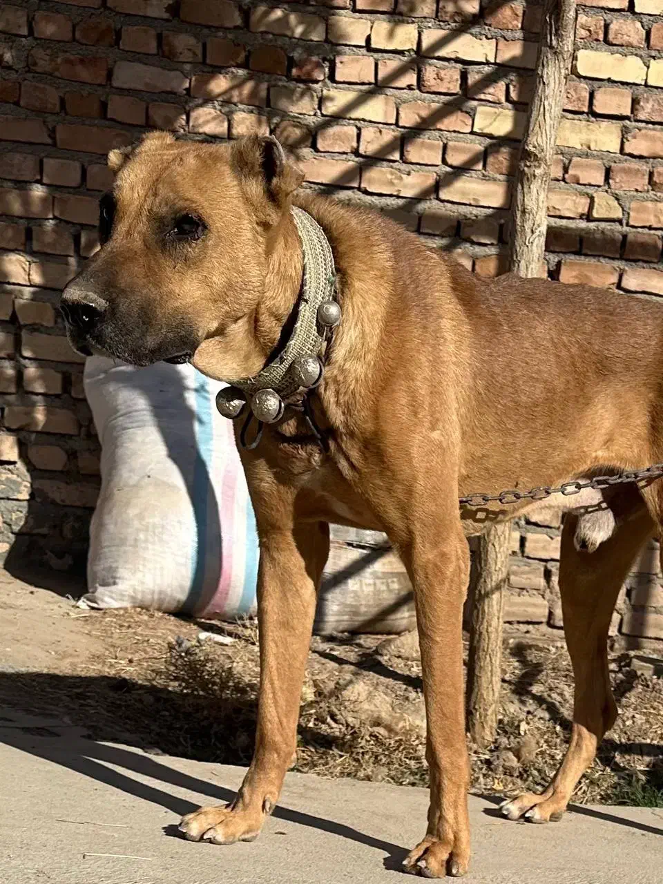 سگ نگهبان|سگ|کاشمر, |دیوار