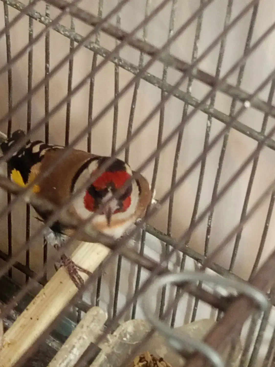 2عدد‌سهره‌نرقلمی‌و‌گل‌بلند|پرنده|اردبیل, |دیوار