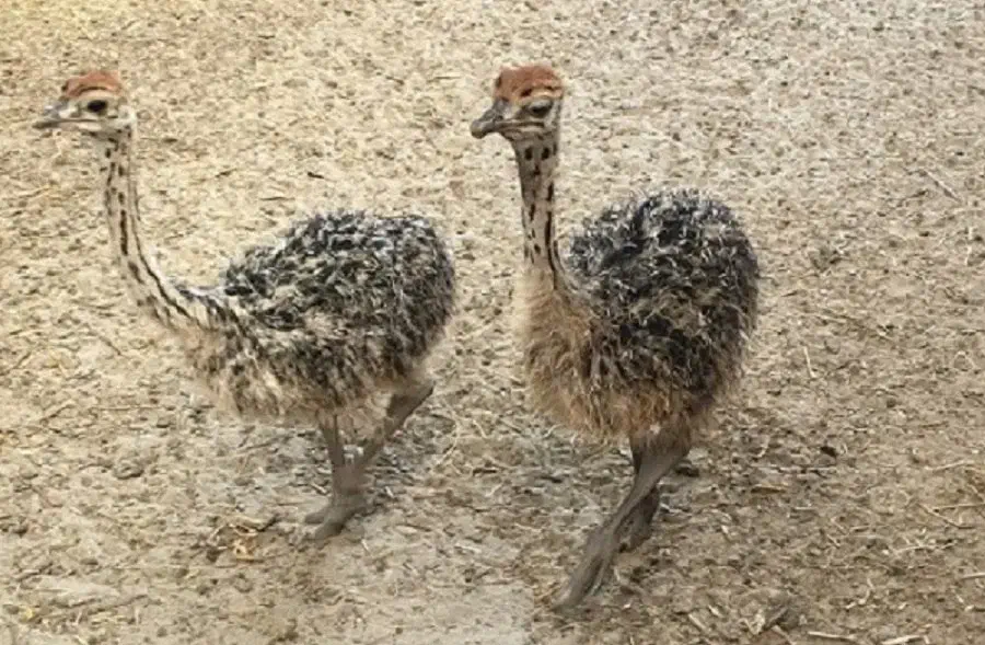 فروش جوجه شترمرغ هچری گردن ابی|حیوانات مزرعه|یزد, |دیوار