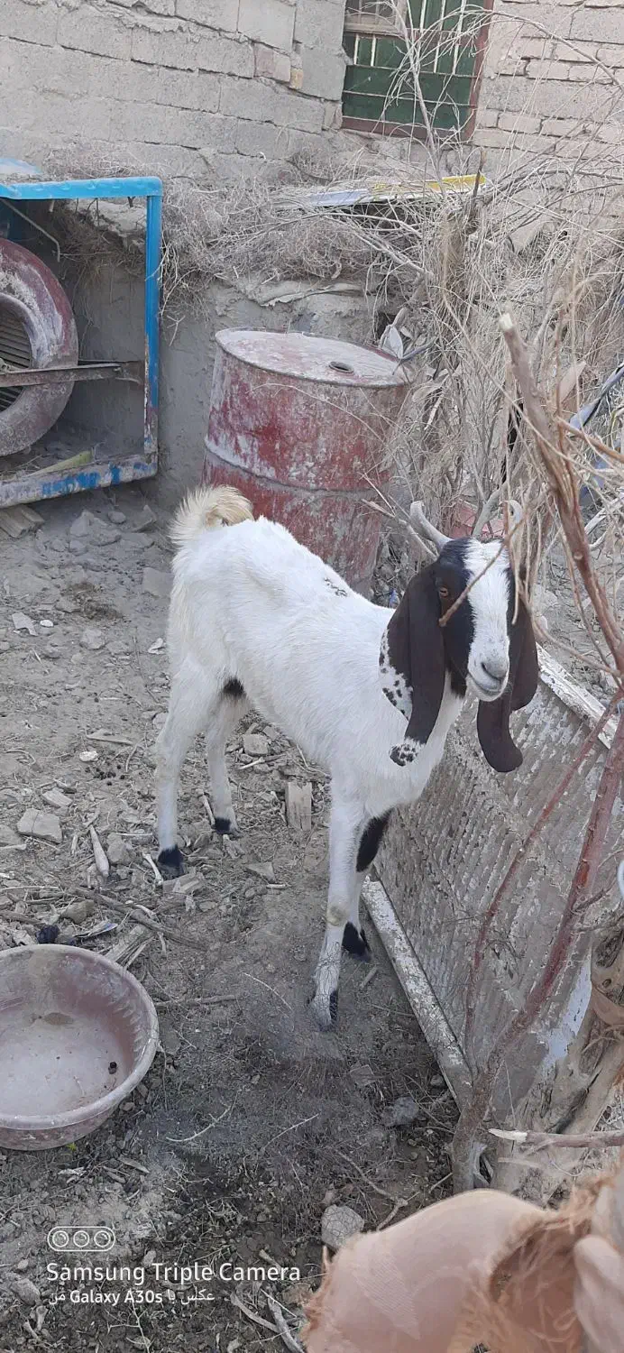 سلام. فروش یک عدد بز ماده|حیوانات مزرعه|هیرمند, |دیوار